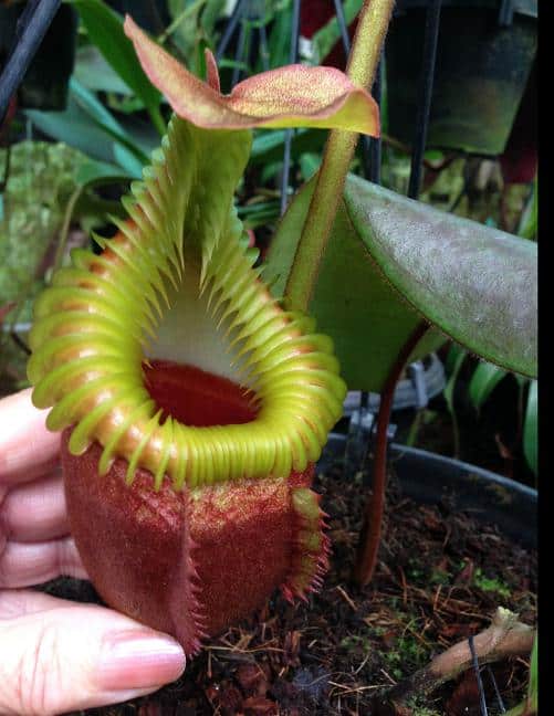 Nepenthes villosa BE3225 – Bergen Water Gardens, Lotus Paradise