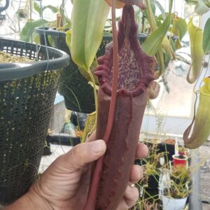 20180609_155543-R-300x300 Nepenthes densiflora x robcantleyi BE3573