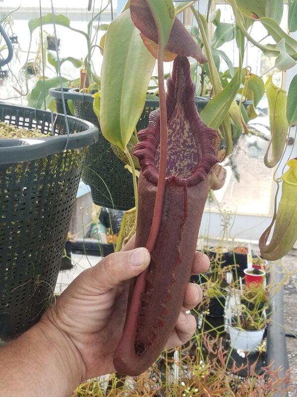 20180609_155543-R-600x801 Nepenthes densiflora x robcantleyi BE3573