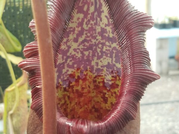20180609_155554-R-600x450 Nepenthes densiflora x robcantleyi BE3573