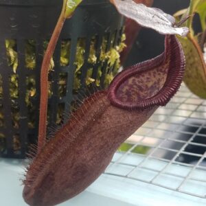 20180609_155808-R-300x300 Nepenthes densiflora x robcantleyi BE3573