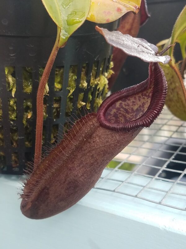 20180609_155808-R-600x801 Nepenthes densiflora x robcantleyi BE3573