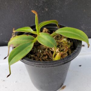 20201017_164526-R-med-300x300 Nepenthes petiolata BE 3135