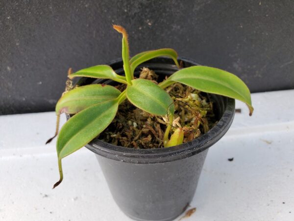 20201017_164526-R-med-600x450 Nepenthes petiolata BE 3135
