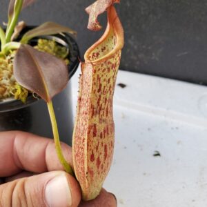 20201017_165553-R-med-2020-300x300 Nepenthes eymae BE 3736