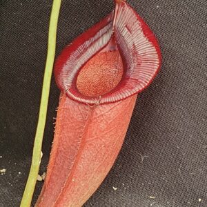 20210908_141612-R-med-Sept-21-300x300 Nepenthes spathulata x jacquelineae BE3883