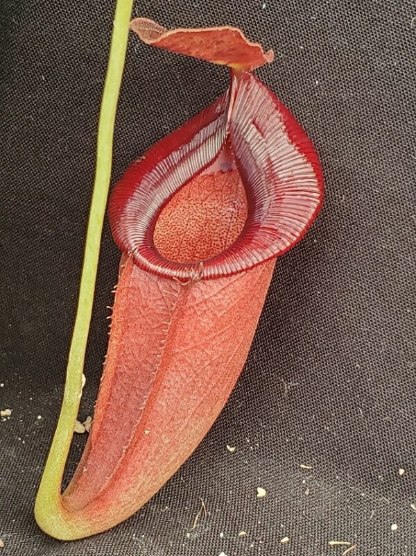 20210908_141612-R-med-Sept-21-600x801 Nepenthes spathulata x jacquelineae BE3883