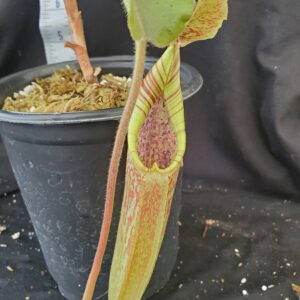 20210910_121934-R-lg-Sept-2021-300x300 Nepenthes maxima BE 3786