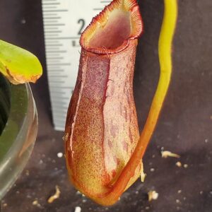 20210924_180541-R-300x300 Nepenthes burkei x robcantleyi BE 3752