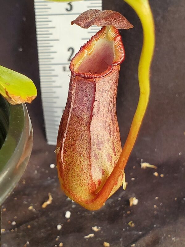 20210924_180541-R-600x801 Nepenthes burkei x robcantleyi BE 3752