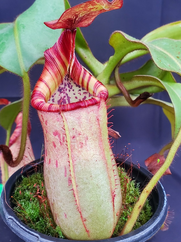 for Orchid Potted Nepenthes Carnivorous Plant Long-Fiber Sphagnum Moss -  China Sphagnum Moss and Moss price
