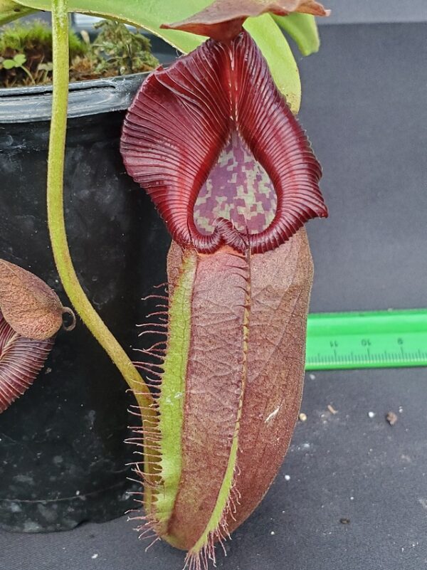 20231105_154457-r-600x801 Nepenthes robcantleyi x ovata BE 3996