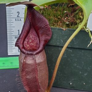 20231105_154529-R-300x300 Nepenthes robcantleyi x ovata BE 3996