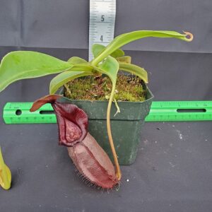 20231105_154608-r-300x300 Nepenthes robcantleyi x ovata BE 3996