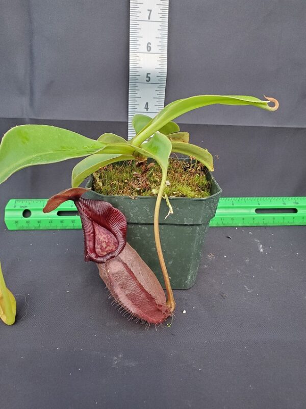 20231105_154608-r-600x801 Nepenthes robcantleyi x ovata BE 3996