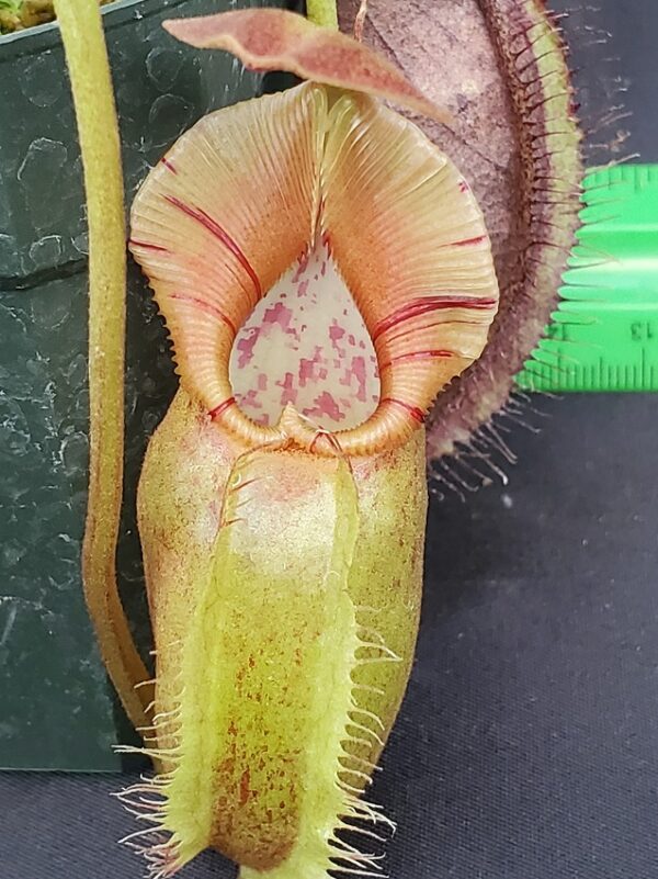 20231105_154807-R-600x801 Nepenthes robcantleyi x ovata BE 3996