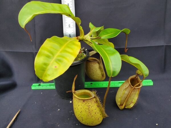 20231119_132335_resized-R-600x450 Nepenthes bicalcarata x ampullaria BE 3033