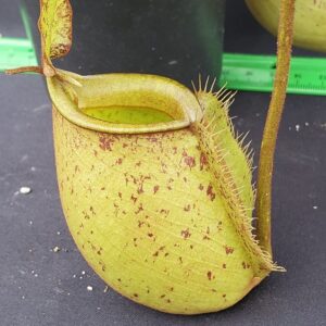 20231119_132344_resized-R-300x300 Nepenthes bicalcarata x ampullaria BE 3033