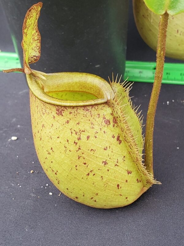 20231119_132344_resized-R-600x801 Nepenthes bicalcarata x ampullaria BE 3033