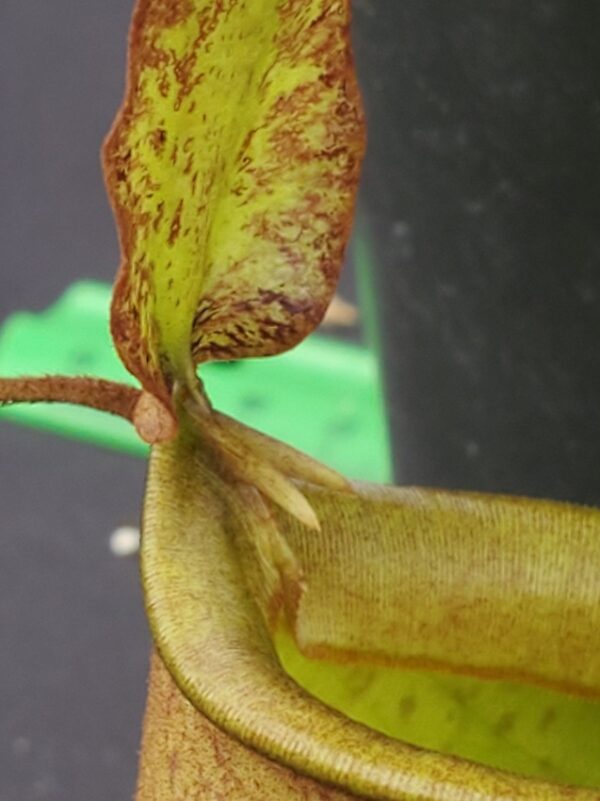 20231119_132359_resized-R-600x801 Nepenthes bicalcarata x ampullaria BE 3033
