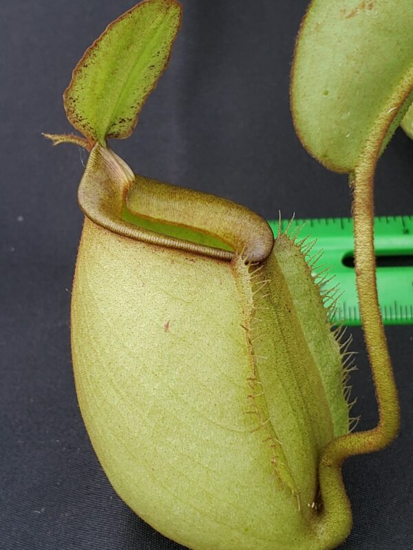 20231119_132436_resized-600x800 Nepenthes bicalcarata x ampullaria BE 3033