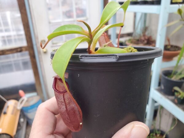 20231121_130622-R-600x450 Nepenthes densiflora x robcantleyi BE3573