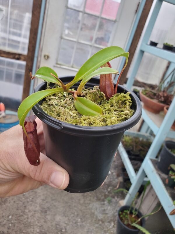 20231121_130629-r-600x801 Nepenthes densiflora x robcantleyi BE3573