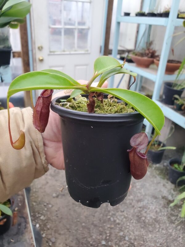 20231121_130651-R-600x801 Nepenthes densiflora x robcantleyi BE3573