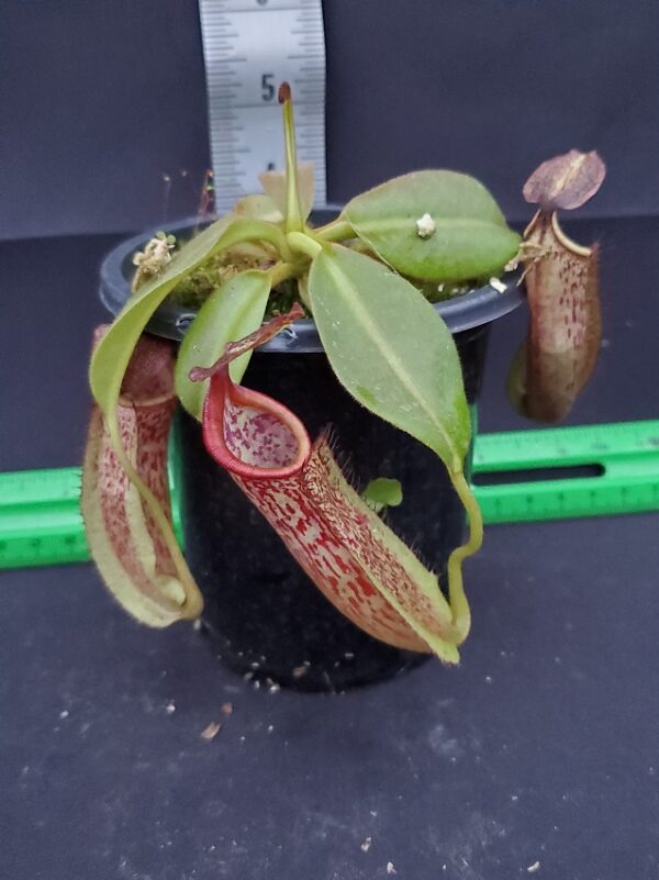 20231126_162302-R-600x801 Nepenthes maxima BE3067