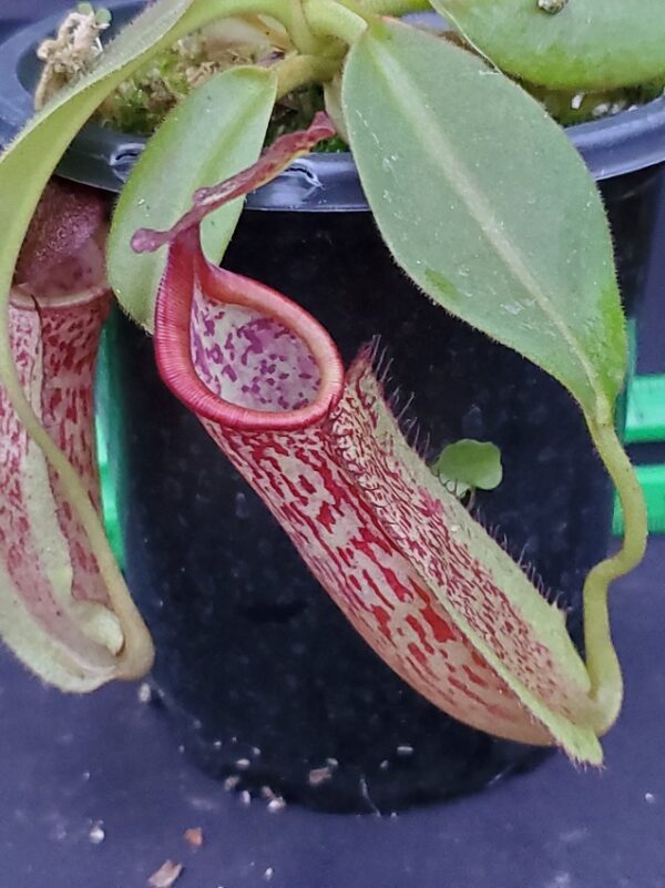 20231126_162307-R-600x801 Nepenthes maxima BE3067