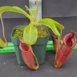 20231128_140605-r-300x300 Nepenthes robcantleyi x jacquelineae BE 4028