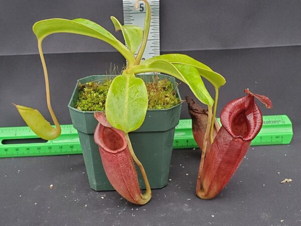 20231128_140605-r-600x450 Nepenthes robcantleyi x jacquelineae BE 4028
