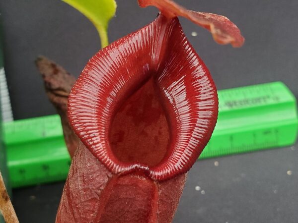 20231128_140609-r-600x450 Nepenthes robcantleyi x jacquelineae BE 4028
