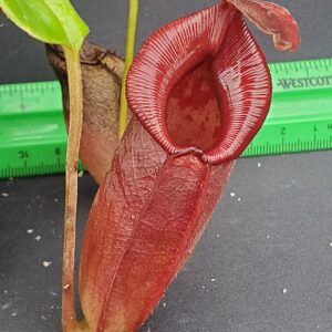 20231128_140617-R-300x300 Nepenthes robcantleyi x jacquelineae BE 4028