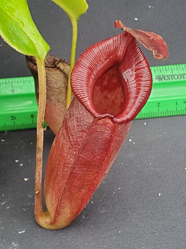 20231128_140617-R-600x801 Nepenthes robcantleyi x jacquelineae BE 4028