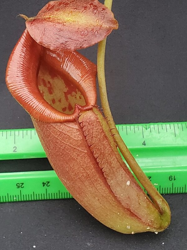 20231128_140641-R-600x801 Nepenthes robcantleyi x jacquelineae BE 4028