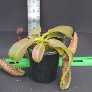 20231204_112943-R-300x300 Nepenthes maxima BE3067