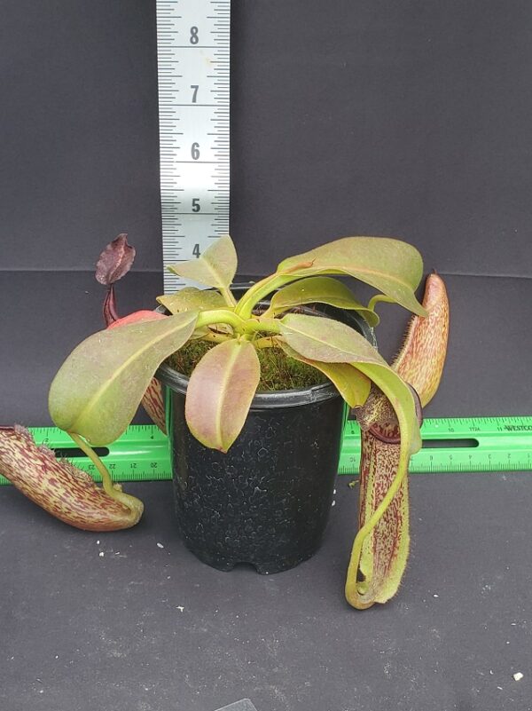 20231204_112943-R-600x801 Nepenthes maxima BE3067