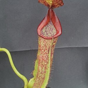 20231204_113026-R-300x300 Nepenthes maxima BE3067