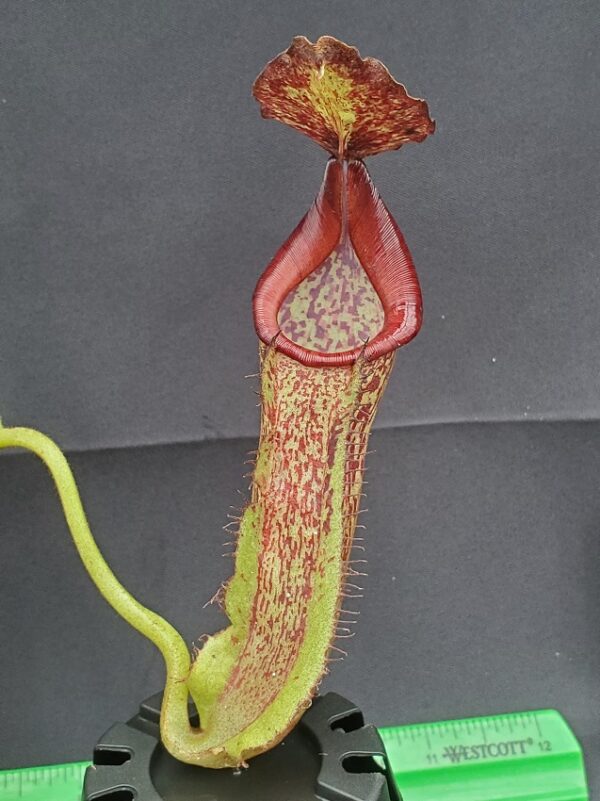 20231204_113026-R-600x801 Nepenthes maxima BE3067
