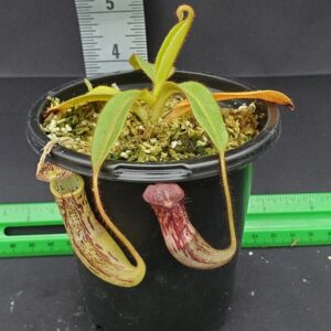 20231204_130956-R-300x300 Nepenthes stenophylla BE 3905