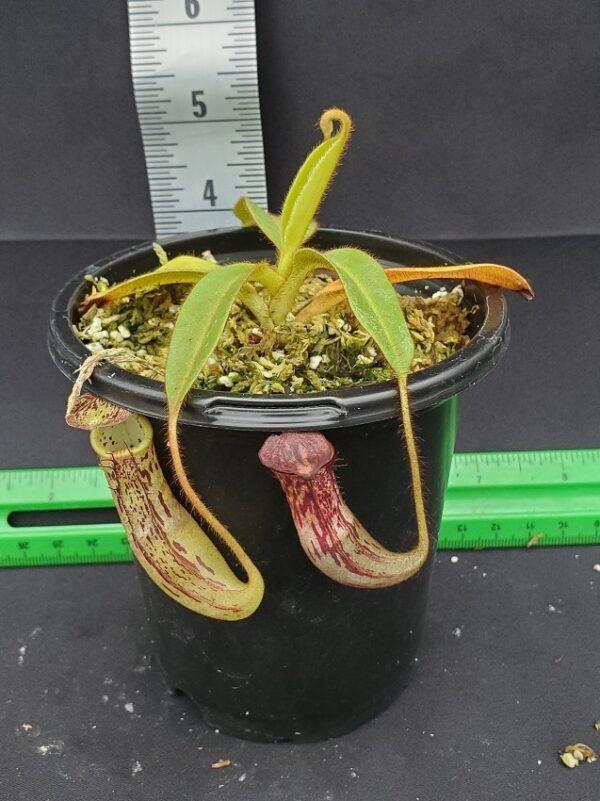 20231204_130956-R-600x801 Nepenthes stenophylla BE 3905