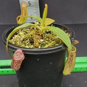 20231204_131006-r-300x300 Nepenthes stenophylla BE 3905