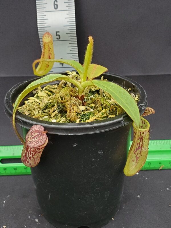 20231204_131006-r-600x801 Nepenthes stenophylla BE 3905