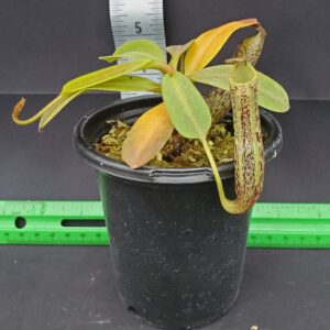 20231204_145624-r-300x300 Nepenthes vogelii BE 3256