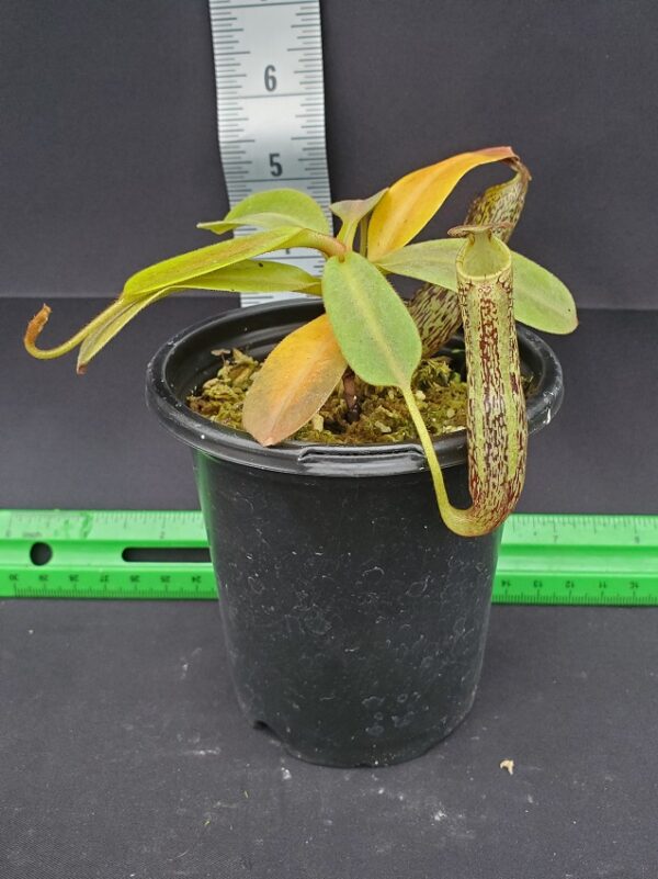 20231204_145624-r-600x801 Nepenthes vogelii BE 3256