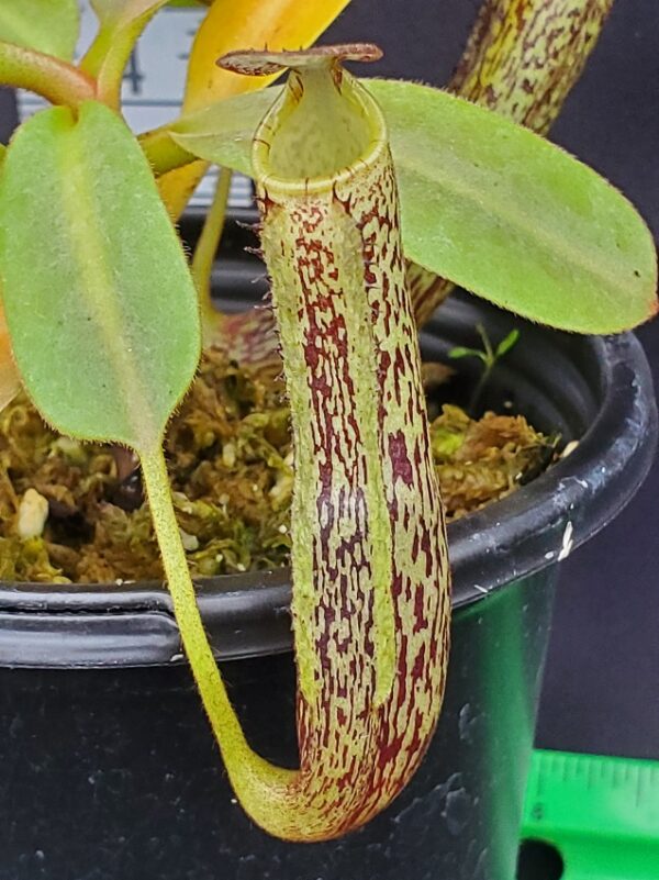 20231204_145630-R-600x801 Nepenthes vogelii BE 3256