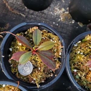 20250903_171147-R-300x300 Nepenthes palawanensis BE 3651