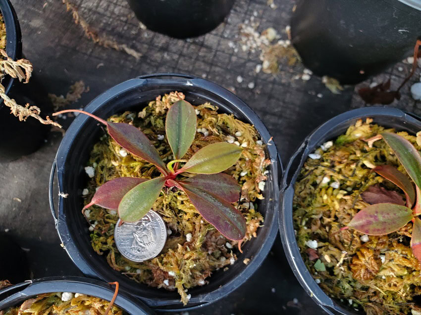 Nepenthes palawanensis BE 3651 – Bergen Water Gardens, Lotus Paradise