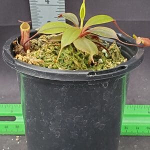 20251116_145242-r-300x300 Nepenthes palawanensis BE 3651